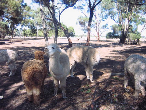 Linger Longer Vineyard - Accommodation Cooktown 20