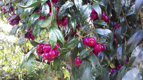 Linger Longer Vineyard - Accommodation Cooktown 16