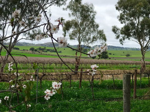 Jasmine\'s Barossa Valley Cottage - Accommodation Cooktown 20