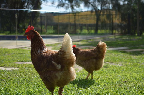 Amande Bed And Breakfast - Accommodation Cooktown 20