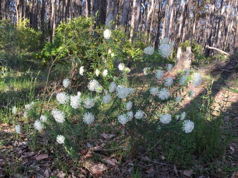 Simala Retreat - Accommodation Cooktown 2