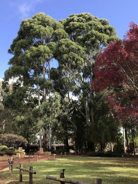 Forest Lodge Resort - Accommodation Cooktown 15