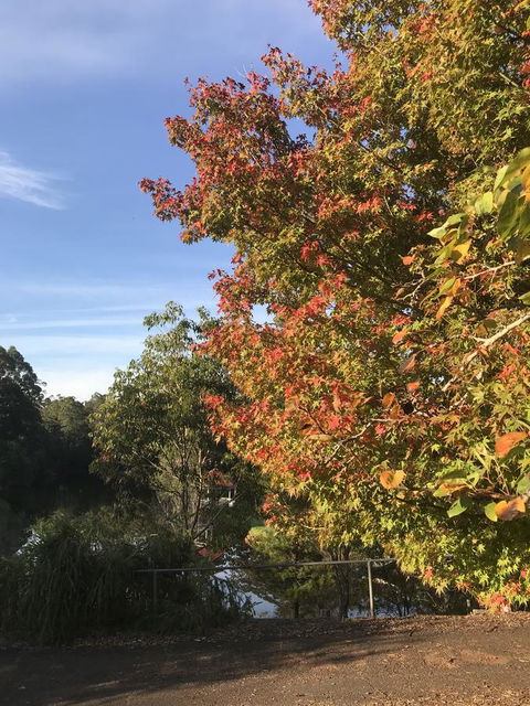 Forest Lodge Resort - Accommodation Cooktown 32