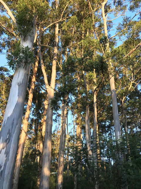 Forest Lodge Resort - Accommodation Cooktown 37