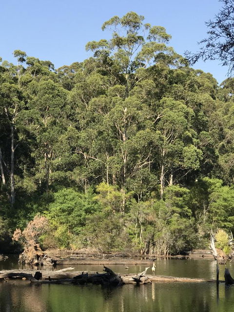 Forest Lodge Resort - Accommodation Cooktown 22