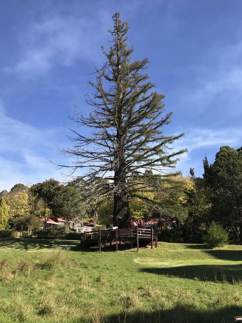 Forest Lodge Resort - Accommodation Cooktown 38