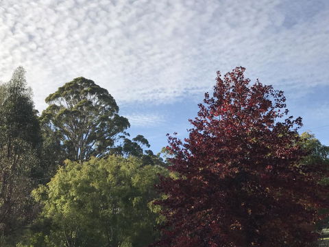 Forest Lodge Resort - Accommodation Cooktown 39