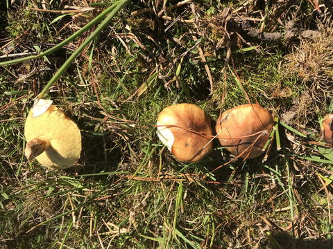 Forest Lodge Resort - Accommodation Cooktown 34