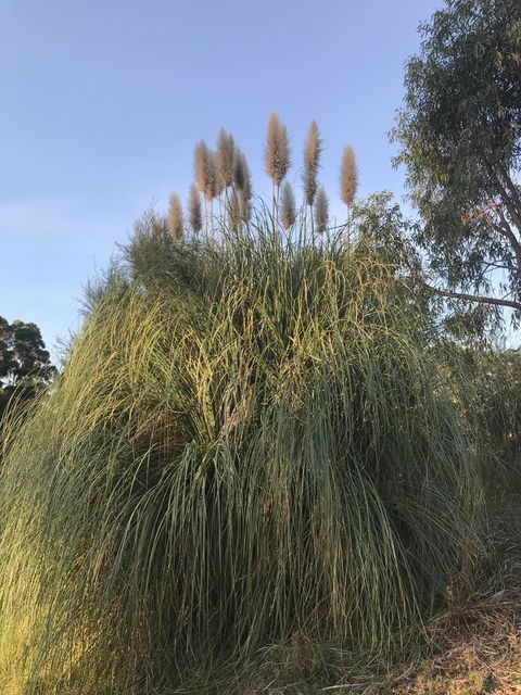 Forest Lodge Resort - Accommodation Cooktown 19