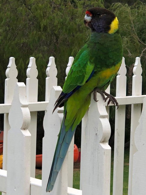 Riverview Tourist Park - Accommodation Cooktown 20
