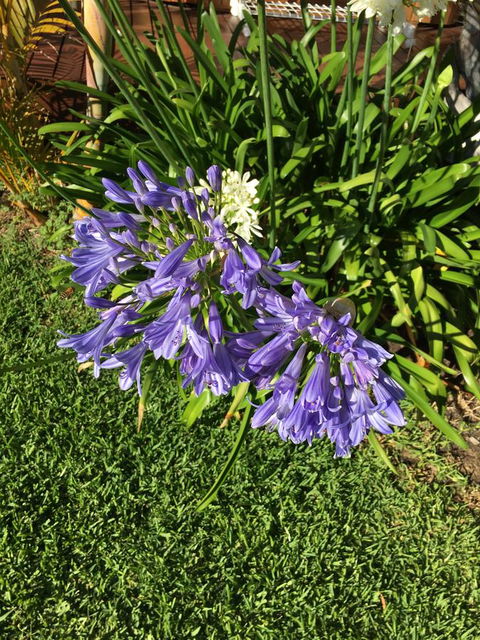 Bella Bali Gardens - Accommodation Cooktown 21