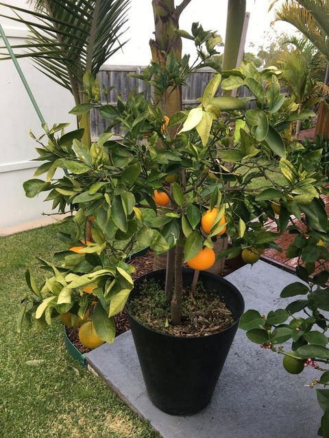 Bella Bali Gardens - Accommodation Cooktown 24