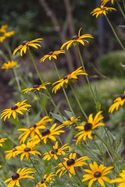 Nesuto Leura Gardens (formerly Waldorf Leura Gardens Resort) - Accommodation Cooktown 15