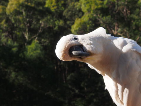 Bundle Hill Cottages - Accommodation Cooktown 1