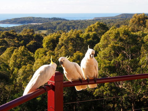 Bundle Hill Cottages - Accommodation Cooktown 2