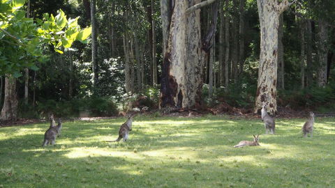 Bundle Hill Cottages - Accommodation Cooktown 15