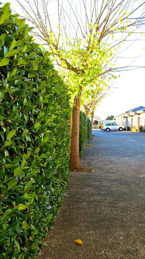 Best Western Plus Goulburn - Accommodation Cooktown 37