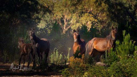 Pound Creek Gallery - Accommodation Cooktown 18