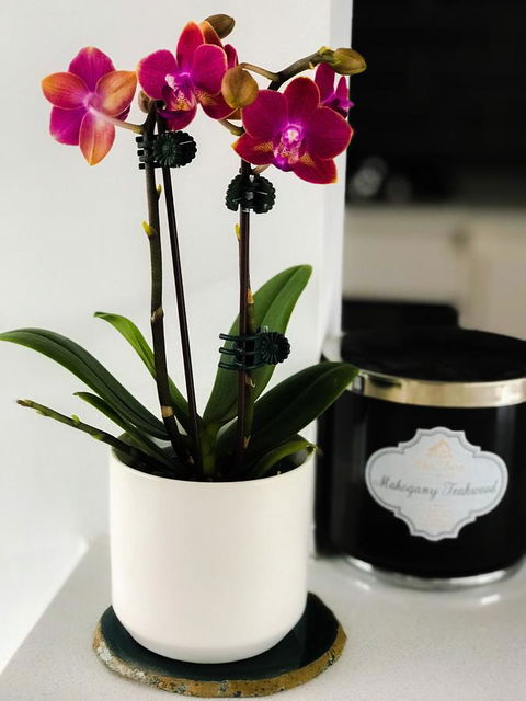 Woollahra Gem, Spectacular Views And Garden Paradise - Accommodation Cooktown 17