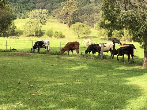 Arcadia - The Barn Cottage & Rosehill Cottage - Accommodation Cooktown 26