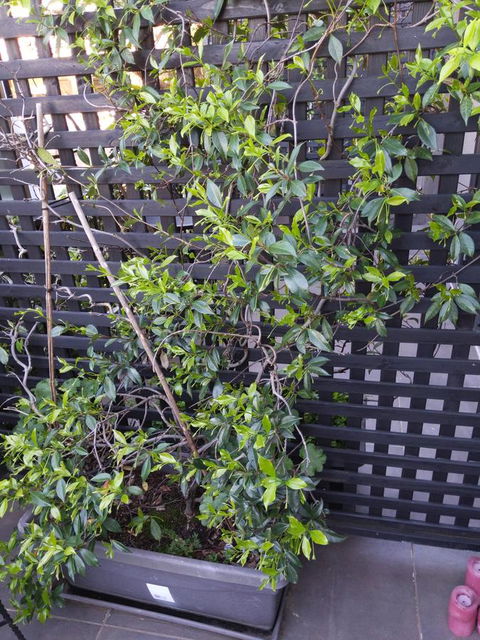 Bayswater Boutique Lodge - Accommodation Cooktown 7