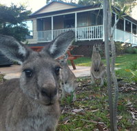 Bush  Bay Cottage - Accommodation Cooktown