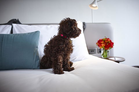 Hotel Indigo Sydney Potts Point, An IHG Hotel - Accommodation Cooktown 28