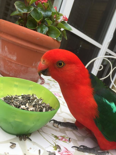 Bundanoon Lodge - Accommodation Cooktown 5