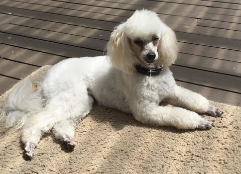 Bundanoon Lodge - Accommodation Cooktown 14