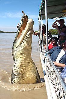 Kakadu @ The Kube (Darwin City) - Accommodation Cooktown 3