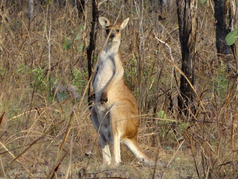 Mount Bundy Station - Accommodation Cooktown 41