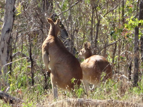Mount Bundy Station - Accommodation Cooktown 40