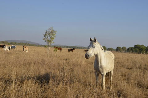 Mount Bundy Station - Accommodation Cooktown 43