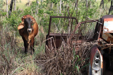 Mount Bundy Station - Accommodation Cooktown 42