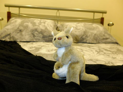 Rock Wallaby - Accommodation Cooktown 17