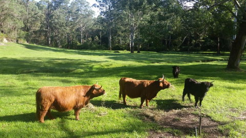 Dingley Dell - Accommodation Cooktown 0