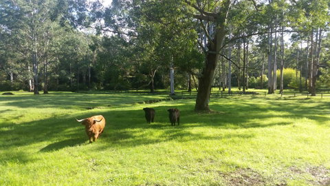 Dingley Dell - Accommodation Cooktown 3