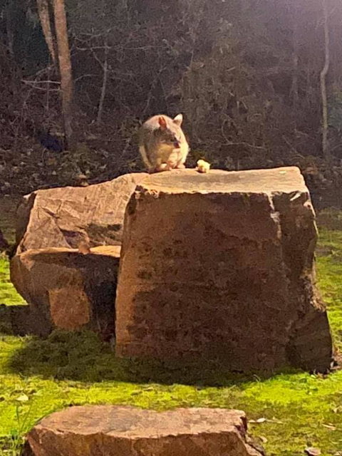 Harmony Forest Cottages & Lake Side Lodge - Accommodation Cooktown 3