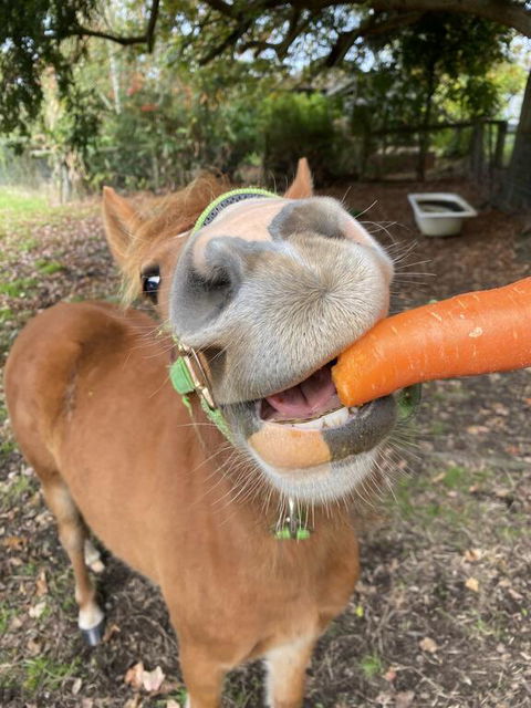 Kongwak Views - Accommodation Cooktown 2