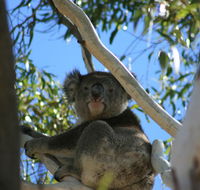 Levi Park Caravan Park - Accommodation Cooktown