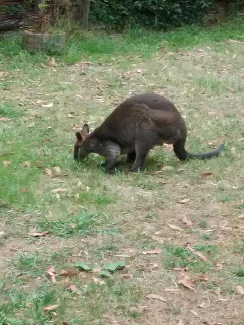 Lyrebird Gully Retreat - Accommodation Cooktown 1