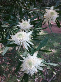 Book Hallston Accommodation Vacations Accommodation Cooktown Accommodation Cooktown