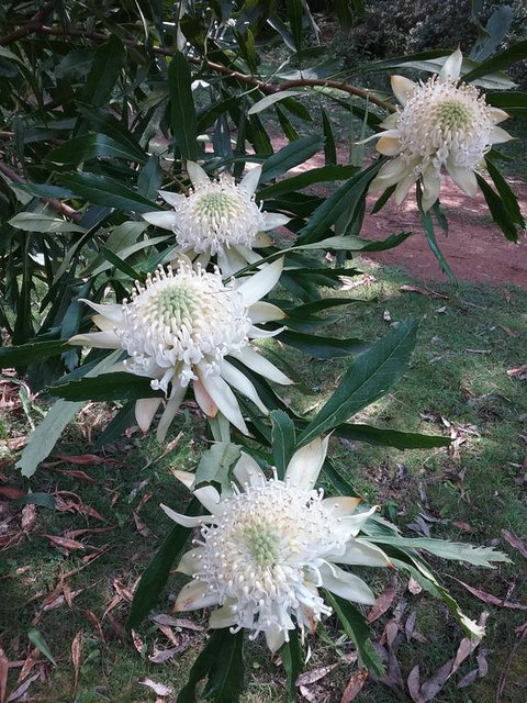 Lyrebird Gully Retreat - Accommodation Cooktown 0