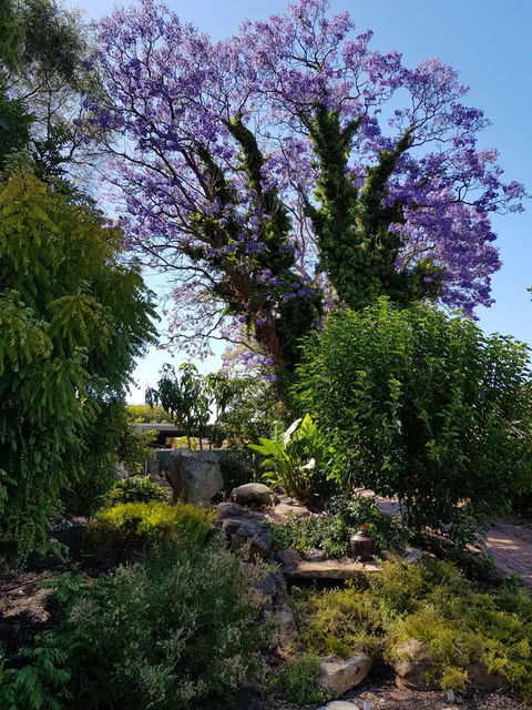 Jacaranda Hideaway Bed & Breakfast - Accommodation Cooktown 10