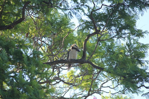 Jacaranda Hideaway Bed & Breakfast - Accommodation Cooktown 0