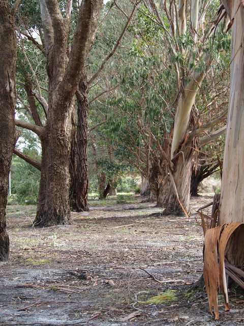 Riverside Retreat Chalets, Walpole - Accommodation Cooktown 16