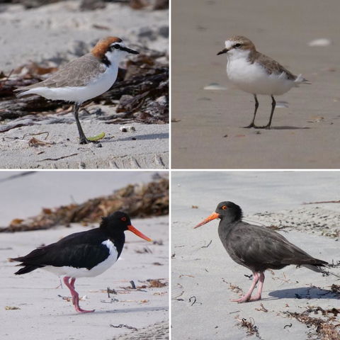 Riverside Retreat Chalets, Walpole - Accommodation Cooktown 25