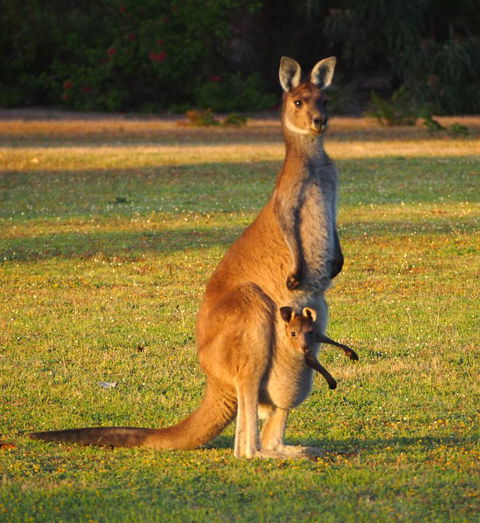 Riverside Retreat Chalets, Walpole - Accommodation Cooktown 21