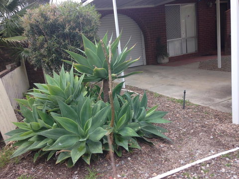 â˜… Stylish Family Home! â˜… - Accommodation Cooktown 2