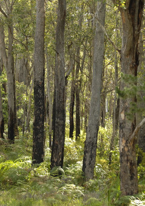 Margarets Forest - Accommodation Cooktown 36